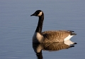 Canadese gans 01